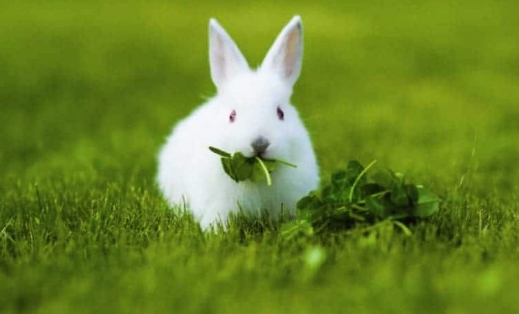 Benefits of Feeding Spinach to Rabbits